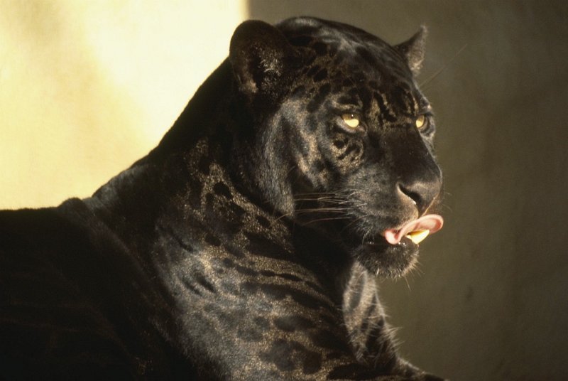 Blackpanther - 01.jpg - Black Panther